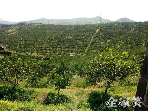 冰糖橙基地（图五）