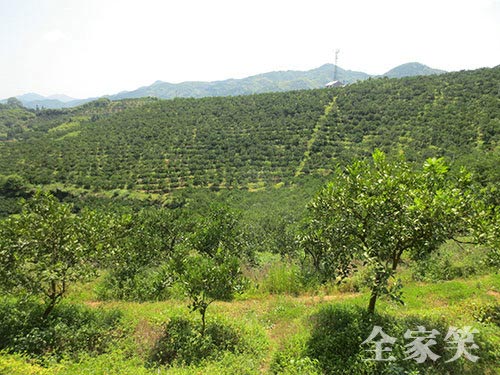 冰糖橙基地（图三）